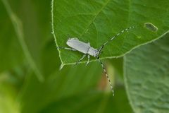Dectes texanus 9632875 by Elizabeth Green. Used under a CC BY 4.0 license.