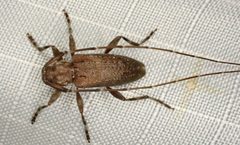 Eutrichillus biguttatus 131254330 by Paul Bedell. Used under a CC BY-SA 4.0 license.
