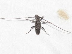 Eutrichillus biguttatus 145167735 by Dan MacNeal. Used under a CC BY 4.0 license.