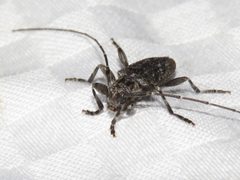 Eutrichillus biguttatus 145167750 by Dan MacNeal. Used under a CC BY 4.0 license.