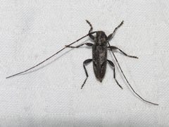 Eutrichillus biguttatus 145168187 by Dan MacNeal. Used under a CC BY 4.0 license.