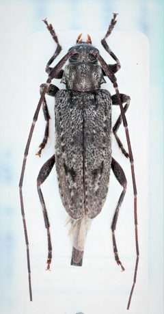 Eutrichillus biguttatus 268756798 by Nick Bédard. Used under a CC0 license.