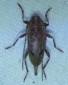 Eutrichillus biguttatus 73026688 by kcthetc1. Used under a CC0 license.