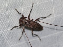 Eutrichillus biguttatus 8384487 by Matt Muir. Used under a CC BY 4.0 license.