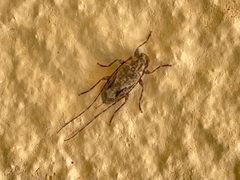 Eutrichillus canescens 136574330 by CK Kelly. Used under a CC BY 4.0 license.