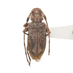 Eutrichillus canescens 352293486 by University of Delaware Insect Research Collection. Used under a CC0 license.