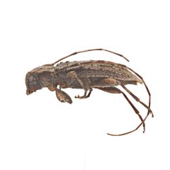 Eutrichillus canescens 352293490 by University of Delaware Insect Research Collection. Used under a CC0 license.