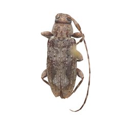 Eutrichillus canescens 352293498 by University of Delaware Insect Research Collection. Used under a CC0 license.