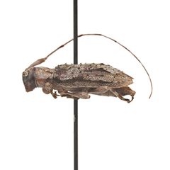 Eutrichillus canescens 352293502 by University of Delaware Insect Research Collection. Used under a CC0 license.