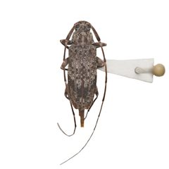 Eutrichillus neomexicanus 352293506 by University of Delaware Insect Research Collection. Used under a CC0 license.