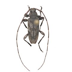 Eutrichillus neomexicanus 352293521 by University of Delaware Insect Research Collection. Used under a CC0 license.