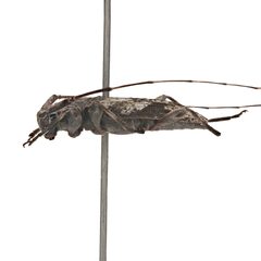 Eutrichillus neomexicanus 352293524 by University of Delaware Insect Research Collection. Used under a CC0 license.