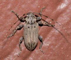 Glaucotes yuccivorus 168297302 by Laura Gaudette. Used under a CC BY 4.0 license.