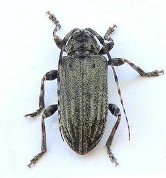 Glaucotes yuccivorus 254963895 by jimeckert49. Used under a CC BY 4.0 license.