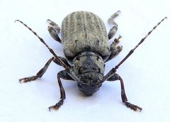 Glaucotes yuccivorus 254964087 by jimeckert49. Used under a CC BY 4.0 license.