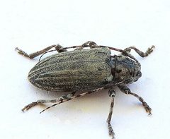 Glaucotes yuccivorus 254964152 by jimeckert49. Used under a CC BY 4.0 license.