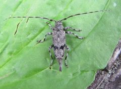 Graphisurus despectus 21029941 by Ken Kneidel. Used under a CC0 license.