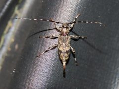 Graphisurus despectus 296614963 by geosesarma. Used under a CC BY 4.0 license.