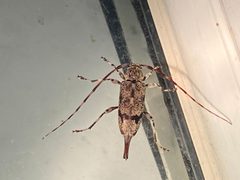 Graphisurus despectus 304225314 by Mark Eanes. Used under a CC BY 4.0 license.