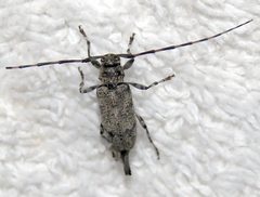 Graphisurus despectus 4066490 by Lena Struwe. Used under a CC BY-SA 4.0 license.