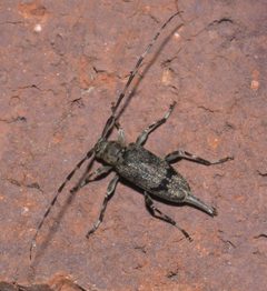 Graphisurus despectus P1200819a by 
xpda. Used under a CC BY-SA 4.0 license.