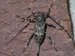 Graphisurus despectus P1650248a by 
xpda. Used under a CC BY-SA 4.0 license.
