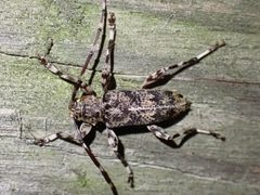 Graphisurus fasciatus 232469570 by Cecil Smith. Used under a CC BY 4.0 license.