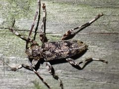 Graphisurus fasciatus 232469616 by Cecil Smith. Used under a CC BY 4.0 license.