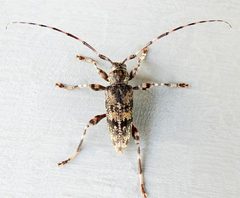 Graphisurus fasciatus 249088675 by jimeckert49. Used under a CC BY 4.0 license.