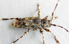 Graphisurus fasciatus 249088815 by jimeckert49. Used under a CC BY 4.0 license.