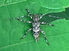 Graphisurus fasciatus 288707571 by Ken Kneidel. Used under a CC0 license.