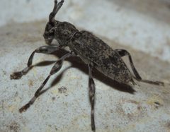 Graphisurus fasciatus P1000408a by 
xpda. Used under a CC BY-SA 4.0 license.