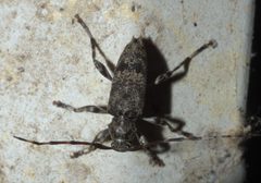 Graphisurus fasciatus P1000412a by 
xpda. Used under a CC BY-SA 4.0 license.