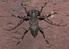 Graphisurus fasciatus P1310480a by 
xpda. Used under a CC BY-SA 4.0 license.