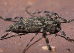 Graphisurus fasciatus P1310481b by 
xpda. Used under a CC BY-SA 4.0 license.