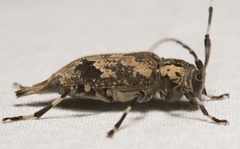 Graphisurus triangulifer 160841154 by Justin Williams. Used under a CC BY 4.0 license.
