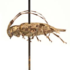 Graphisurus triangulifer 352439801 by University of Delaware Insect Research Collection. Used under a CC0 license.