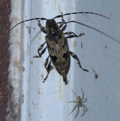 Graphisurus triangulifer P1450598a by 
xpda. Used under a CC BY-SA 4.0 license.