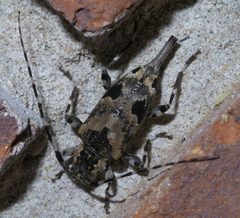 Graphisurus triangulifer P1460482a by 
xpda. Used under a CC BY-SA 4.0 license.
