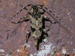 Graphisurus triangulifer P1650424a by 
xpda. Used under a CC BY-SA 4.0 license.