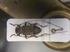 Hyperplatys maculata 166017427 by Nick Bédard. Used under a CC0 license.