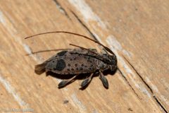 Hyperplatys maculata 217774765 by David McCorquodale. Used under a CC BY 4.0 license.