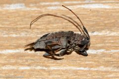 Hyperplatys maculata 217774775 by David McCorquodale. Used under a CC BY 4.0 license.