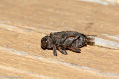 Hyperplatys maculata 217774801 by David McCorquodale. Used under a CC BY 4.0 license.
