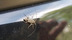 Hyperplatys maculata 24537282 by William Krueger. Used under a CC BY-SA 4.0 license.