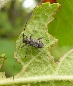 Hyperplatys maculata 6861747 by christine123. Used under a CC BY 4.0 license.