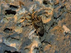 Lagocheirus araneiformis 13524712 by María Eugenia Mendiola González. Used under a CC BY-SA 4.0 license.