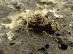 Lagocheirus araneiformis 13524928 by María Eugenia Mendiola González. Used under a CC BY-SA 4.0 license.
