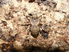 Lagocheirus araneiformis 226299804 by Kai Squires. Used under a CC BY 4.0 license.