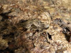 Lagocheirus araneiformis 226299830 by Kai Squires. Used under a CC BY 4.0 license.